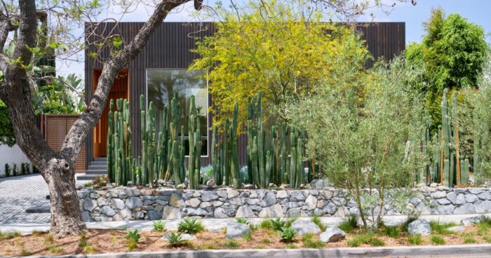cacti-were-used-to-create-privacy-for-this-home-in-los-angeles