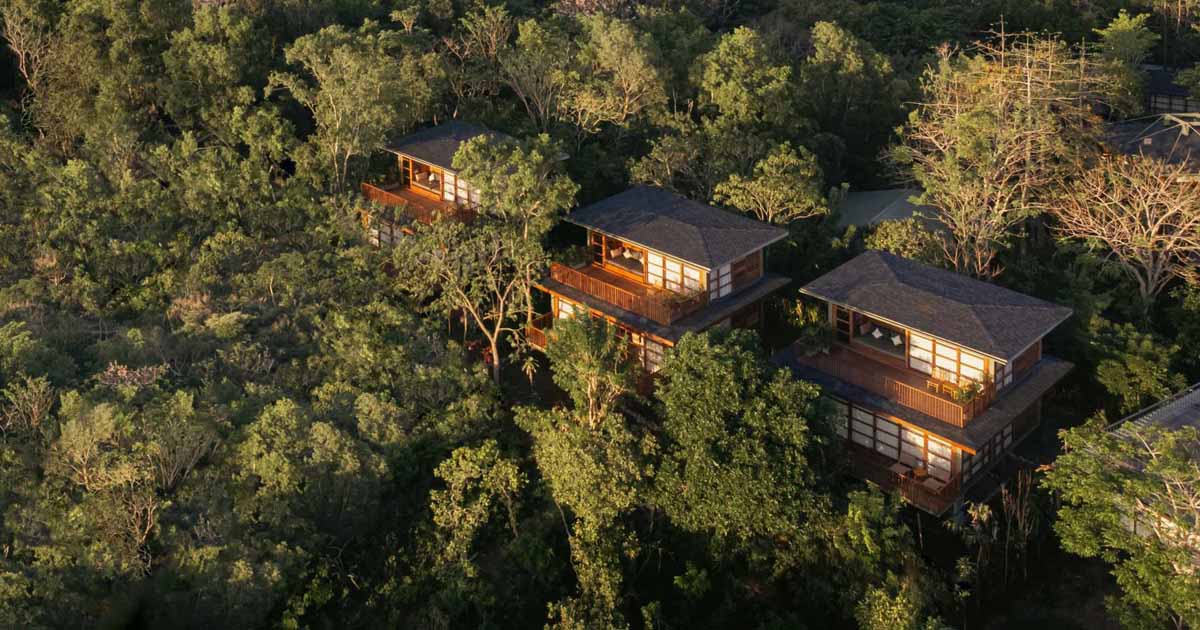 wood-houses-appear-through-the-tops-of-the-trees-at-this-nature-focused-resort