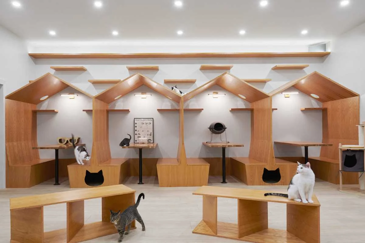 This Cat Cafe in New York Was Designed With Whimsy and Playfulness