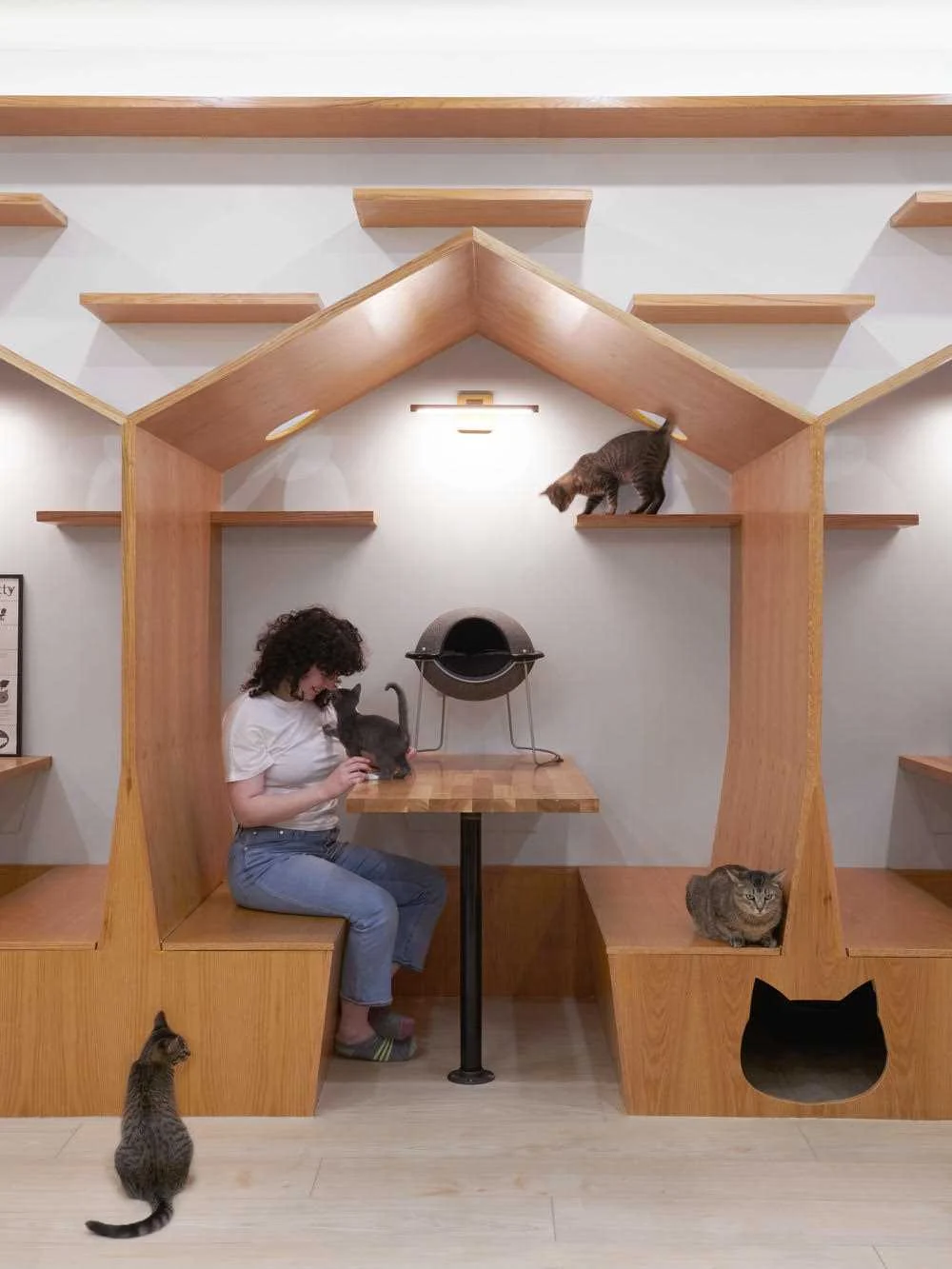 Shelving wall with round cut-outs for cats and base cabinets for storage and display