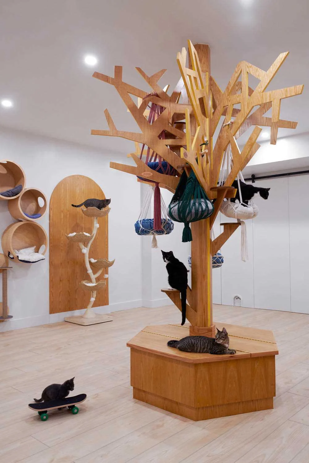 Wall-mounted cat beds adding interest to the cat cafe interior