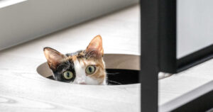 these-4-homes-are-a-cat’s-dream-come-true