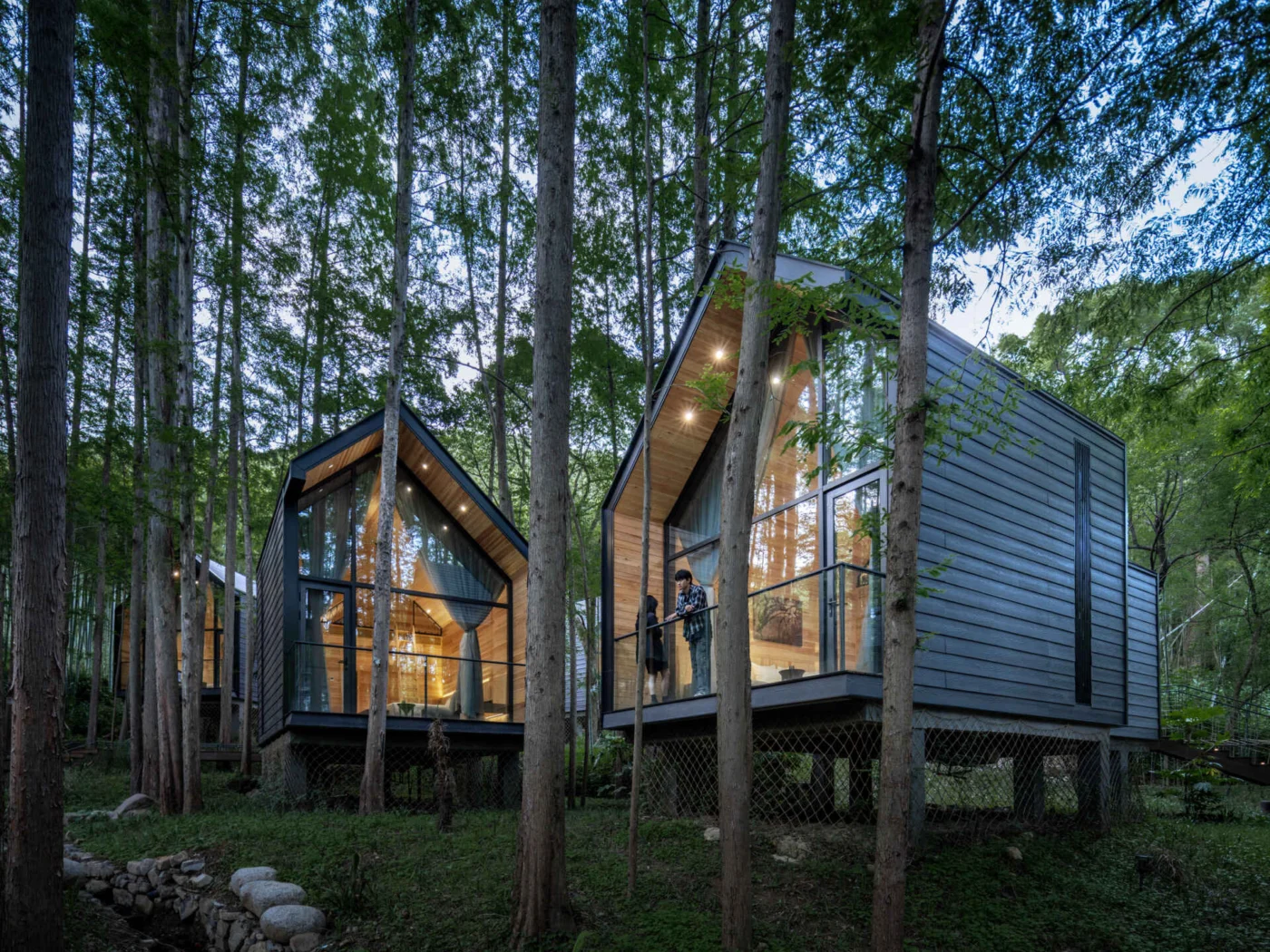 Wood cottage on stilts among tall metasequoia trees